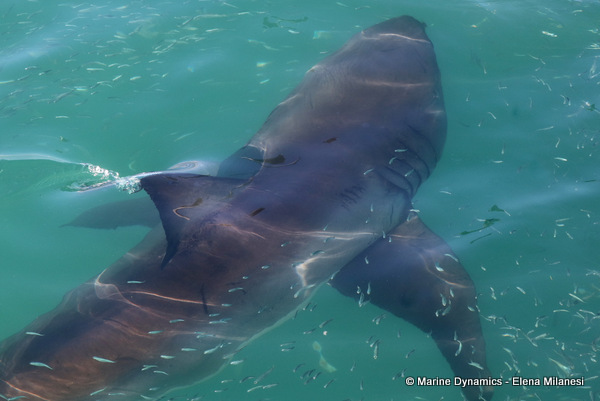 Great White shark, South Africa 